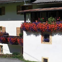 Blumen am Gornhof
